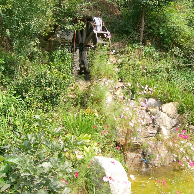 가족묘 코스모스 반기던 날